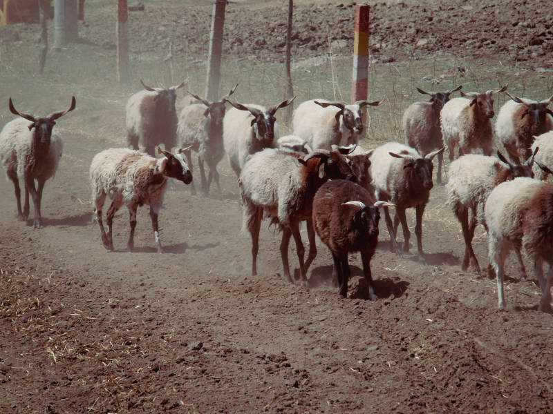 羊群奔跑在尘土飞扬中图片