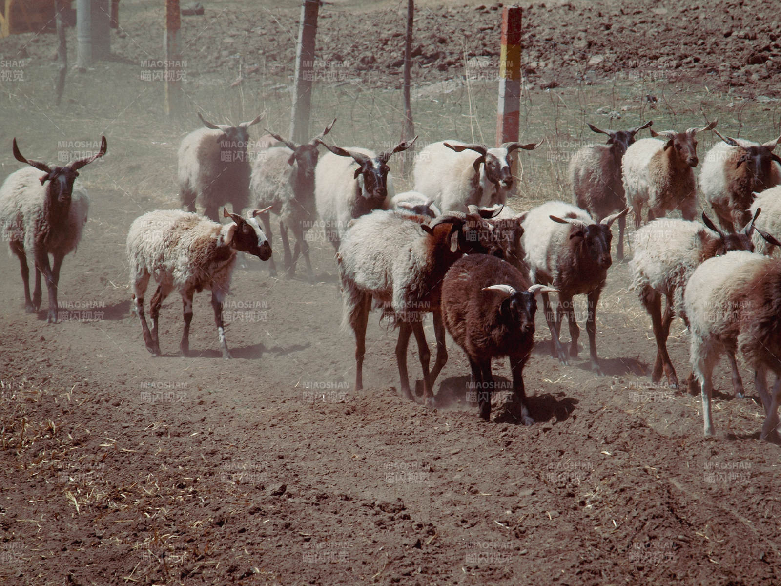 羊群奔跑在尘土飞扬中图片