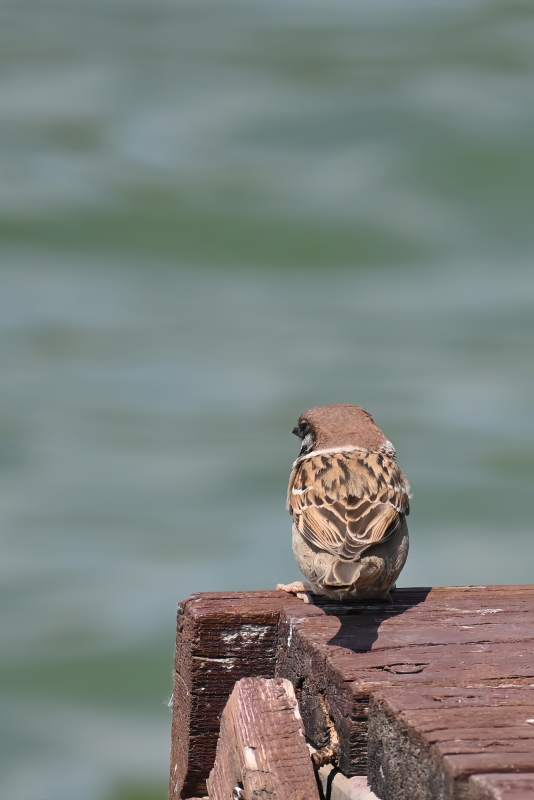 小鸟独享宁静时光图片