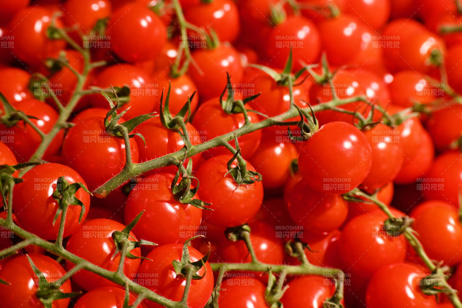新鲜樱桃番茄图片