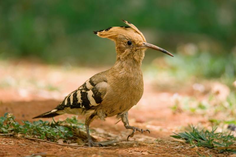 林间独行的凤头鸟图片