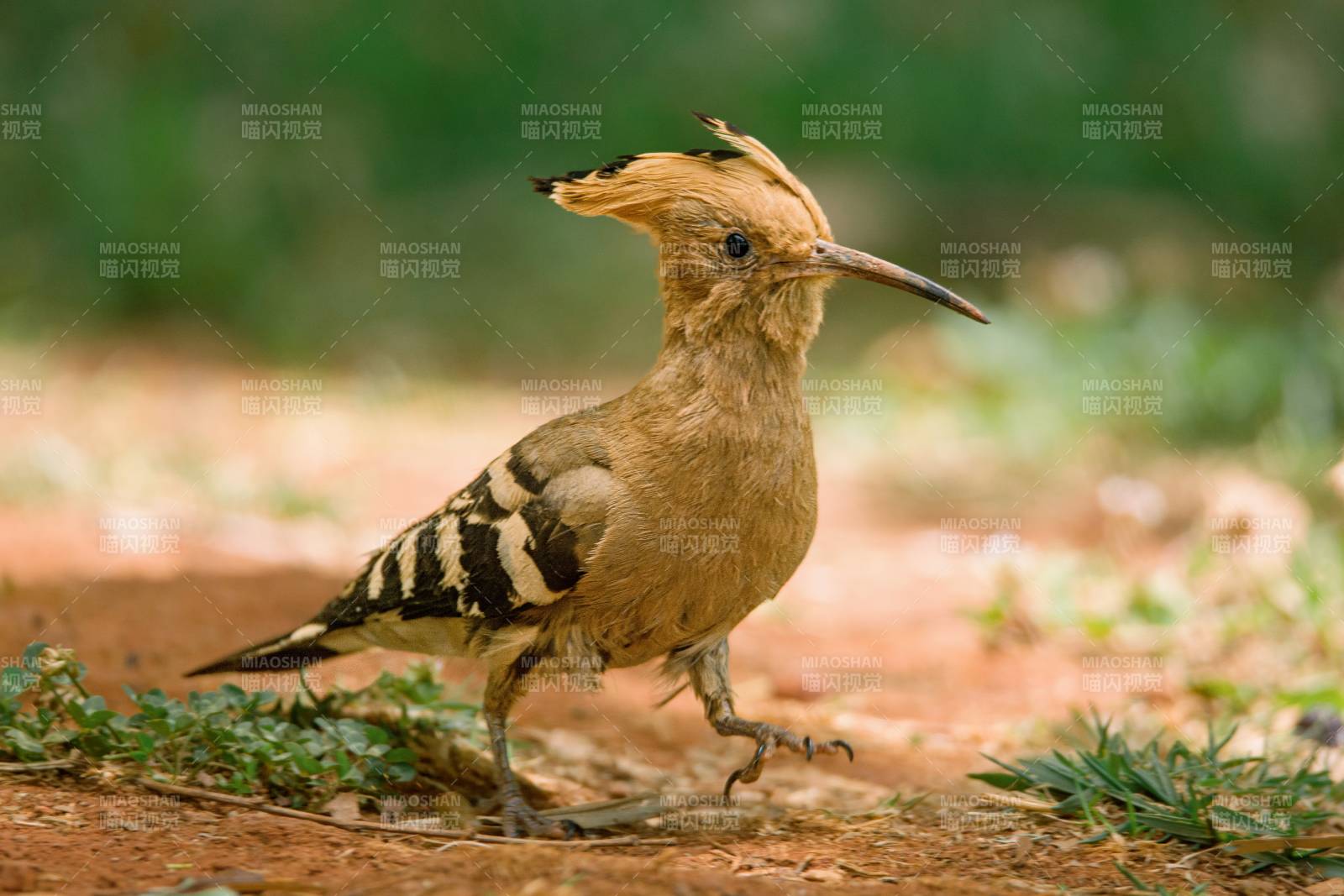 林间独行的凤头鸟图片