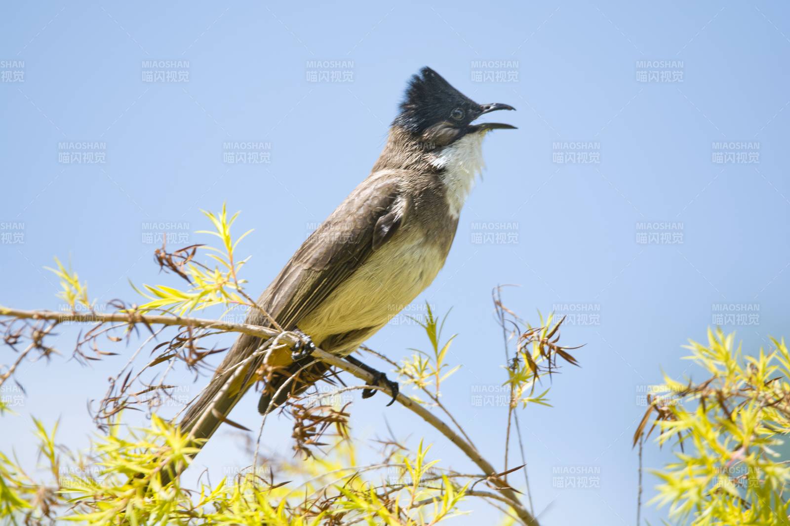 黄臀鹎栖息树枝图片