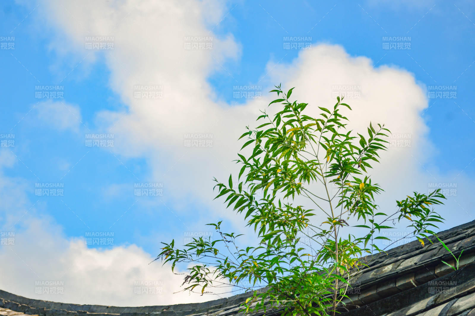 绿植与蓝天图片