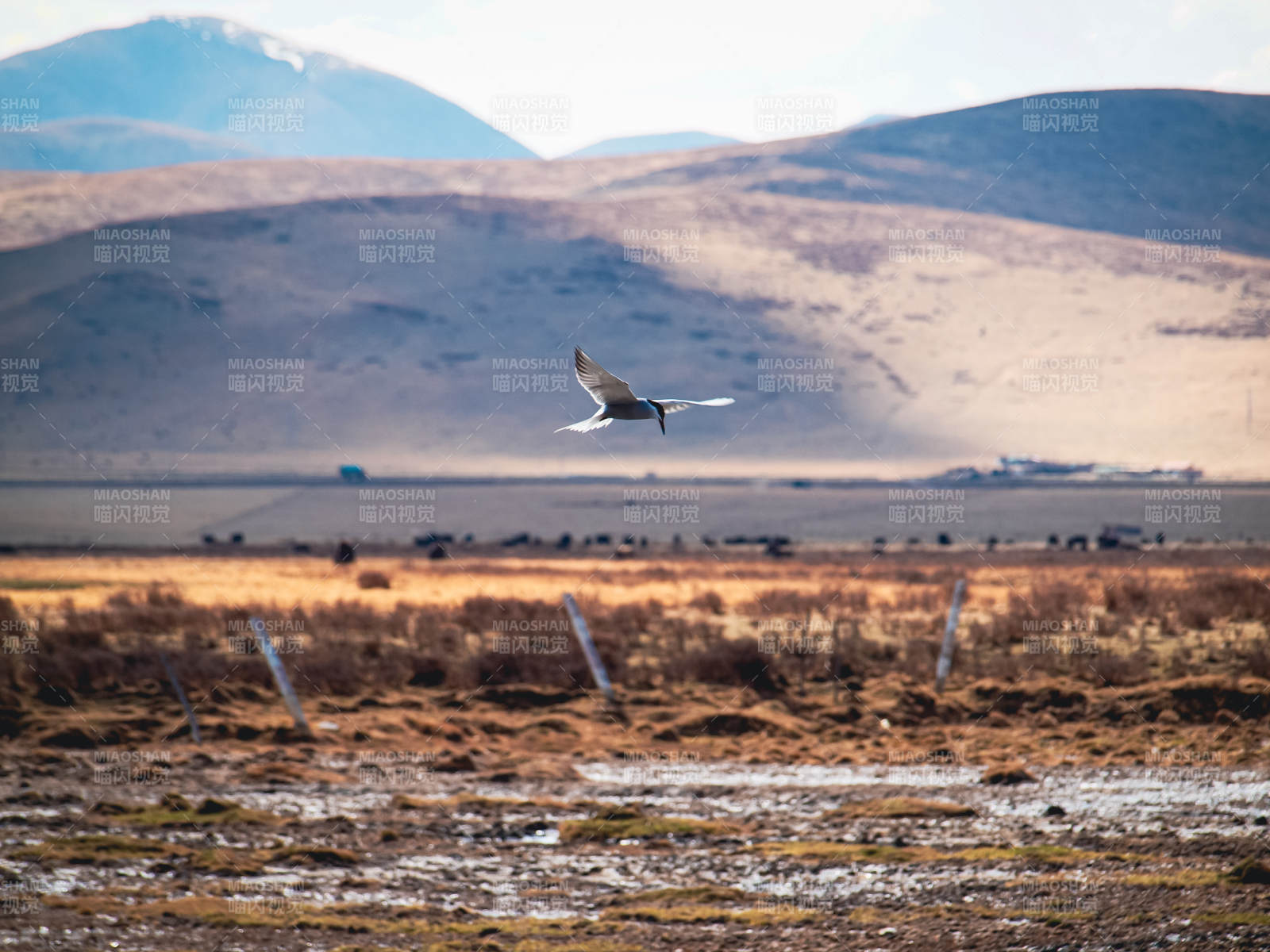 飞鸟掠过草原图片