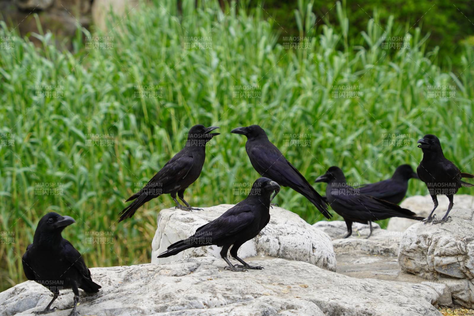 岩石上的乌鸦群图片