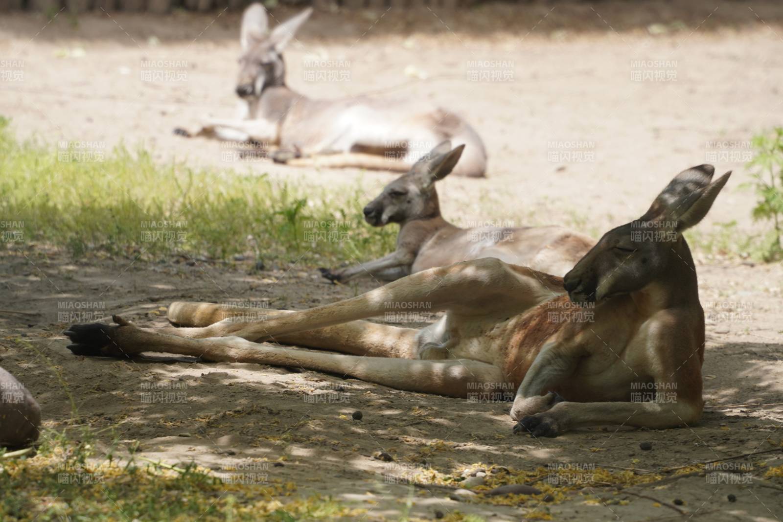 袋鼠休息图片