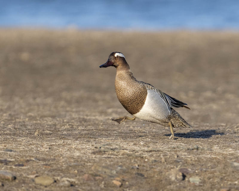鸭子在沙滩上行走图片