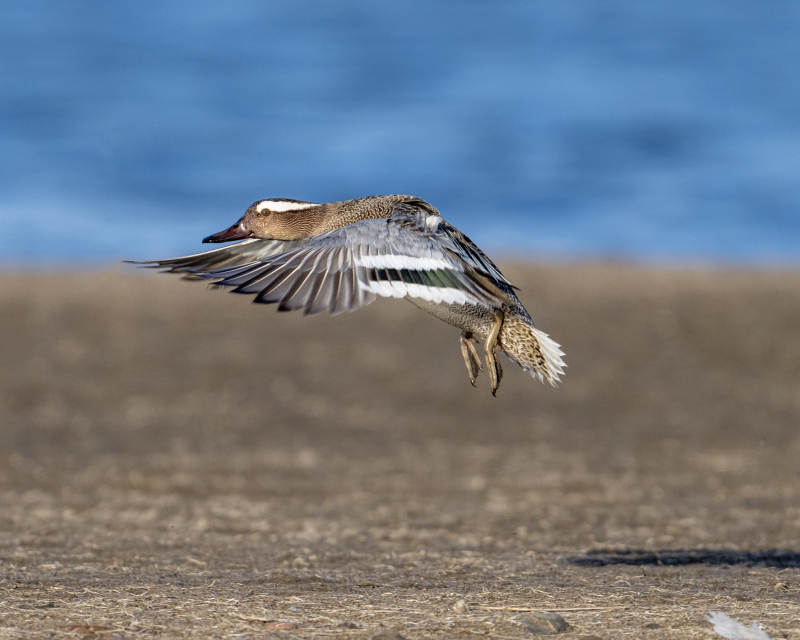 飞翔的水鸟图片