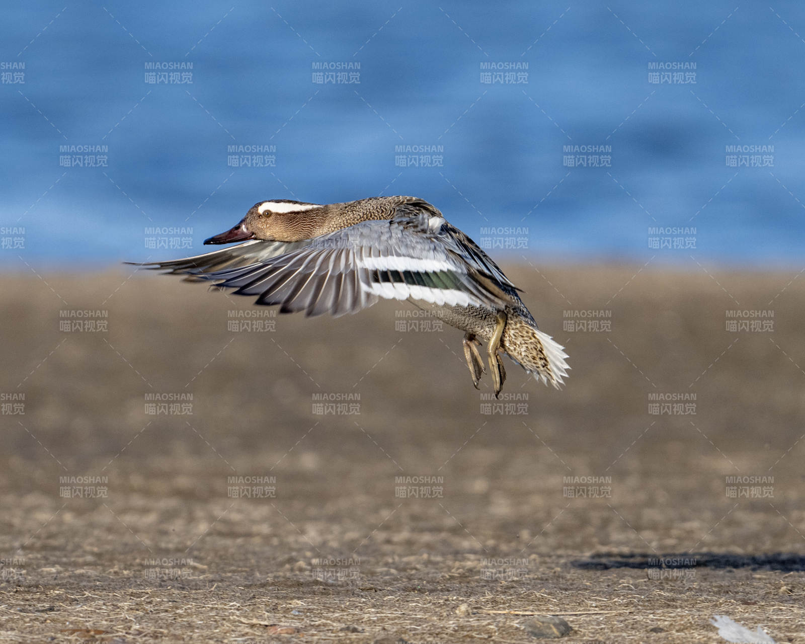 飞翔的水鸟图片