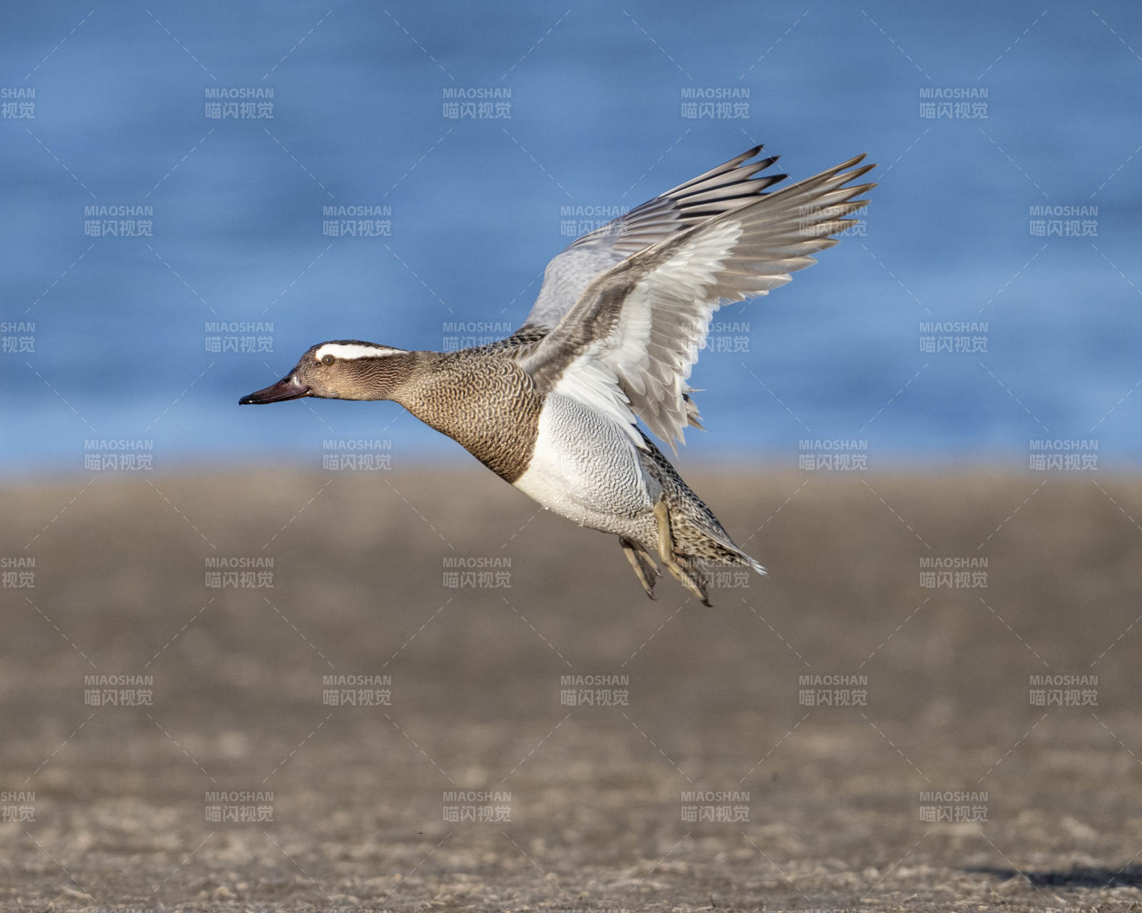 飞翔的海鸟图片