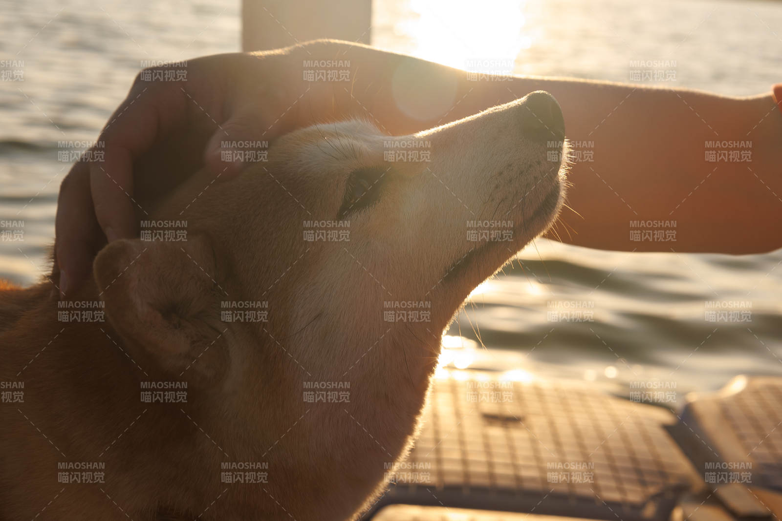 夕阳下的温暖抚摸图片