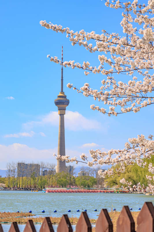春日樱花与塔景图片