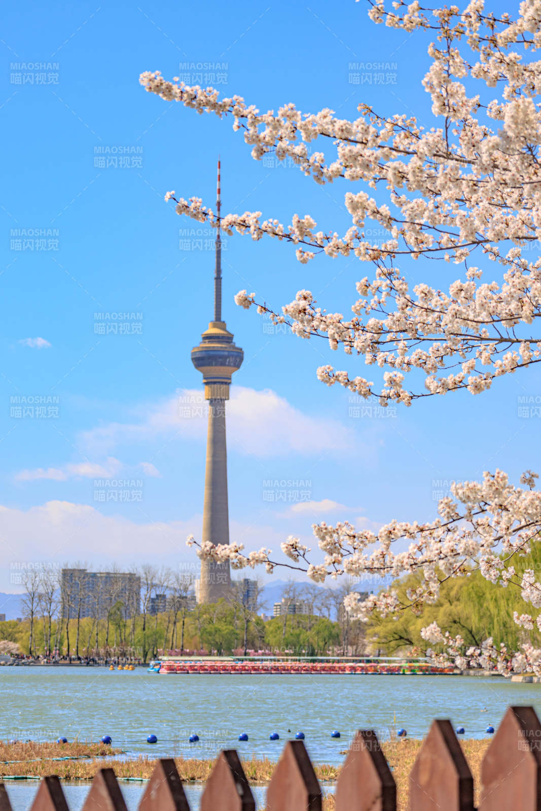 春日樱花与塔景图片