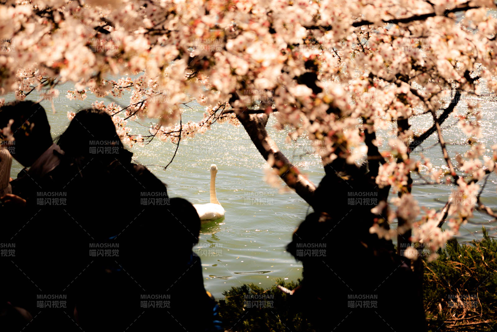 樱花湖畔游人如织图片