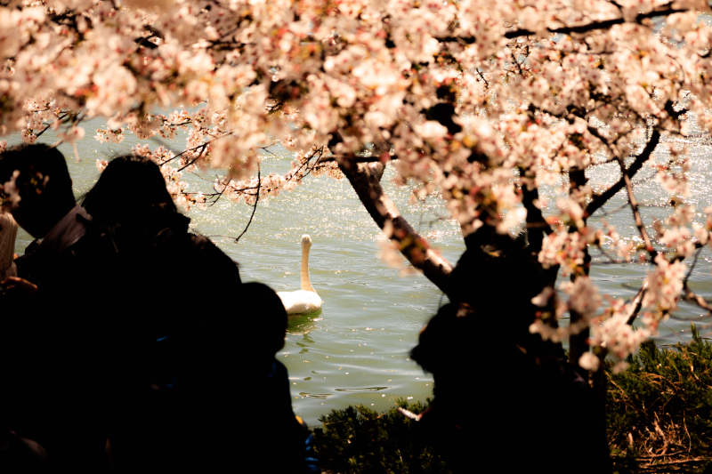 樱花湖畔游人如织图片