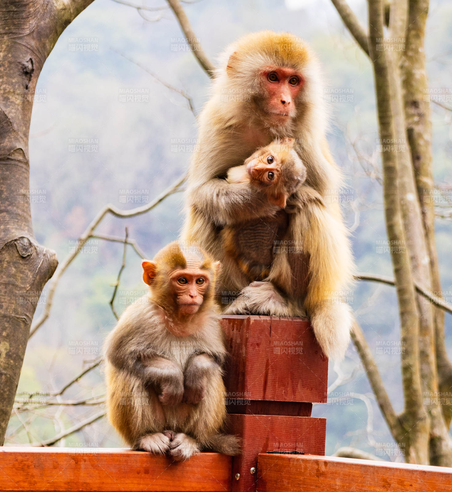 猴妈妈和两只猴宝宝图片