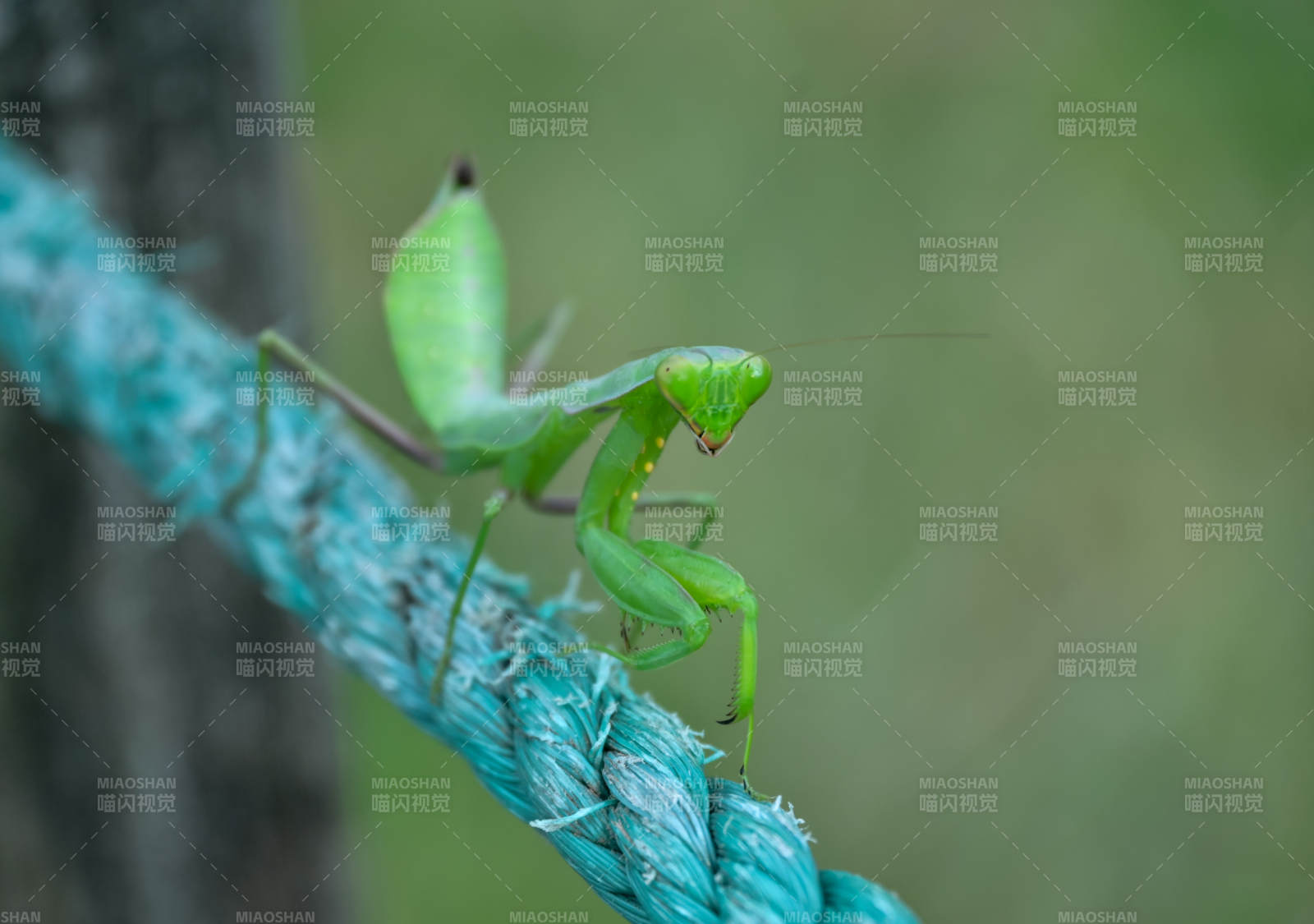 绿色螳螂栖息在绳子上图片