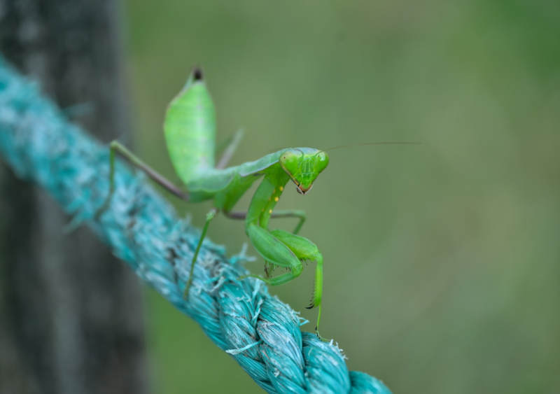 绿色螳螂栖息在绳子上图片
