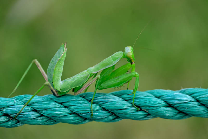 螳螂在绳子上图片