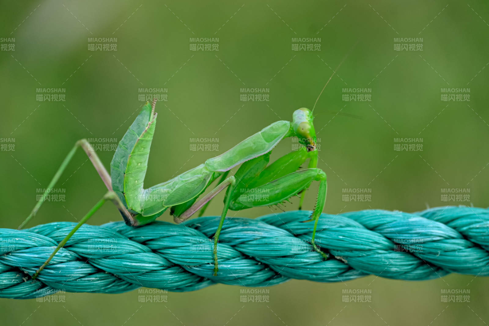 螳螂在绳子上图片