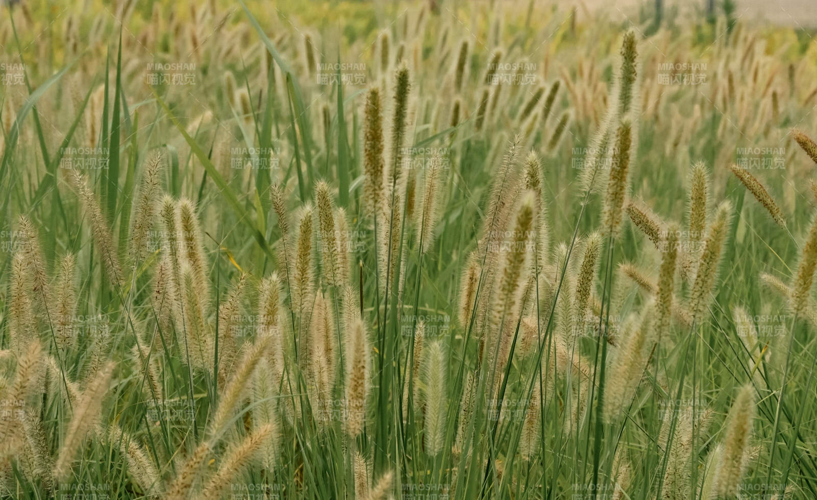 风中的狗尾巴草图片
