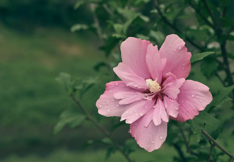 雨后粉花图片