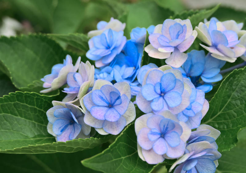 蓝色绣球花图片