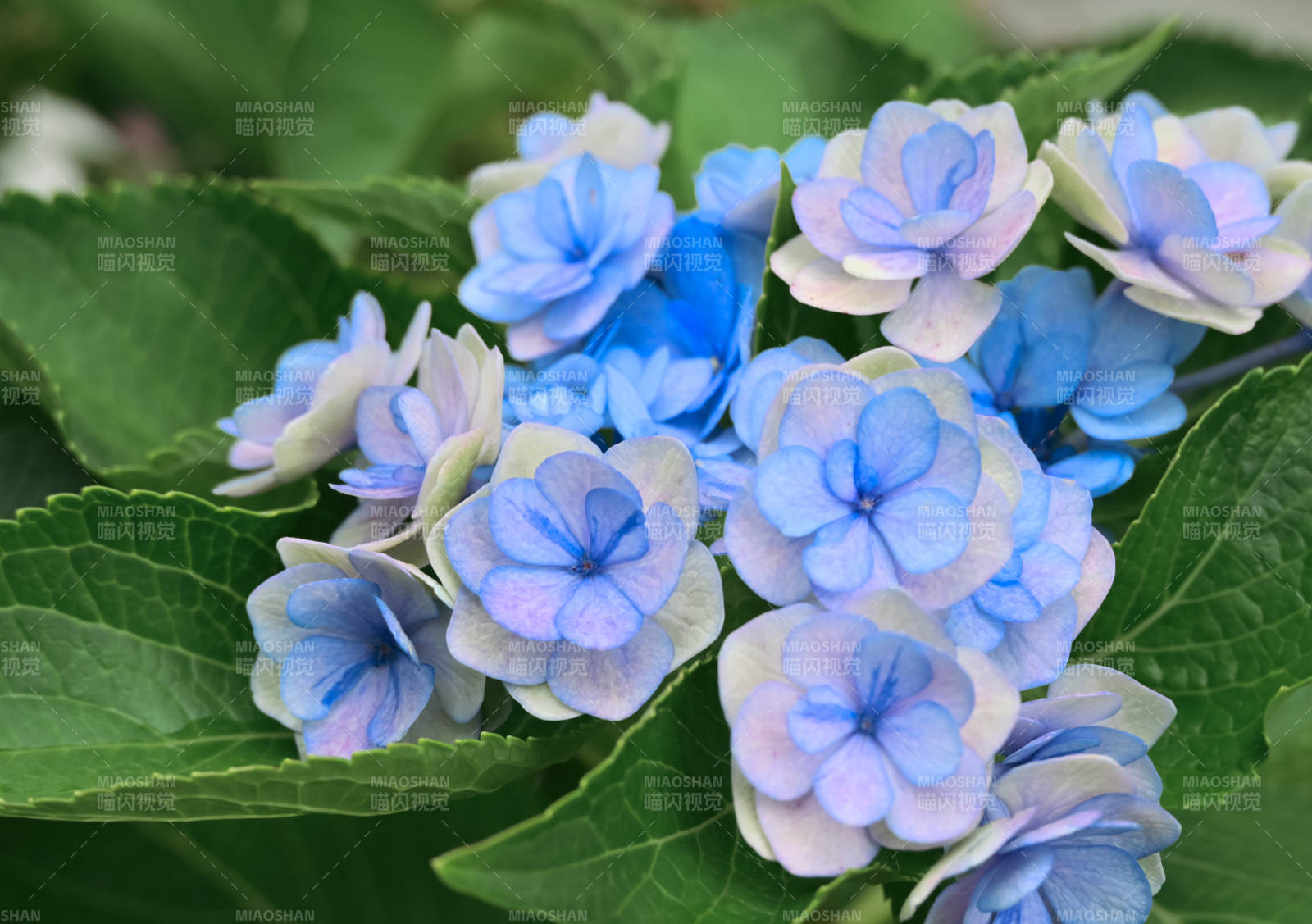 蓝色绣球花图片