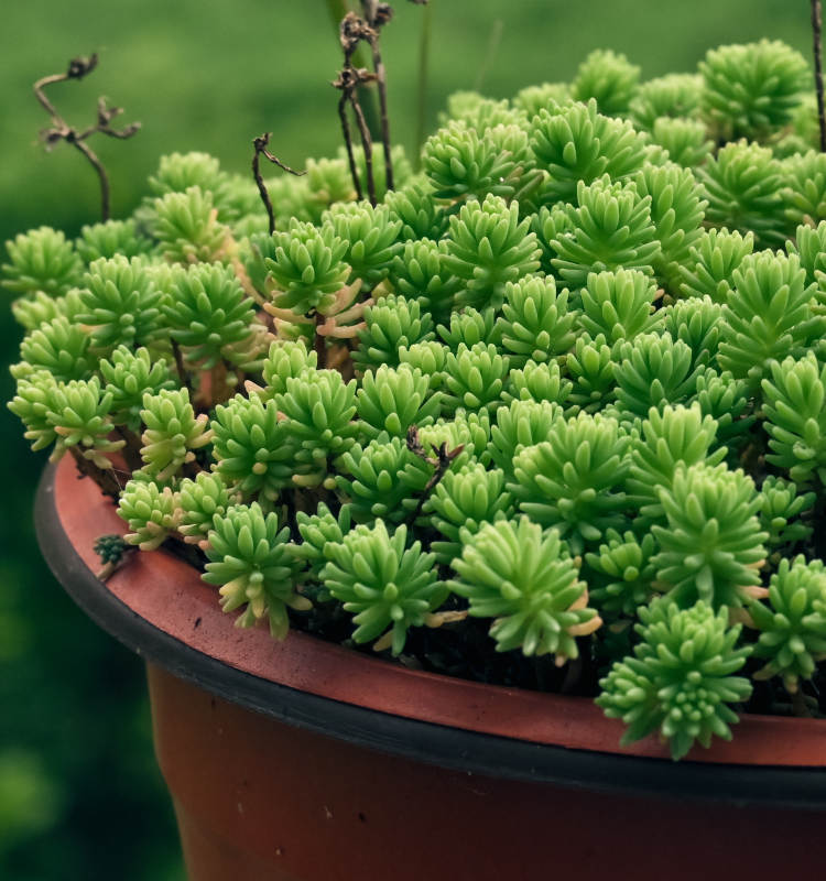 盆栽多肉植物图片