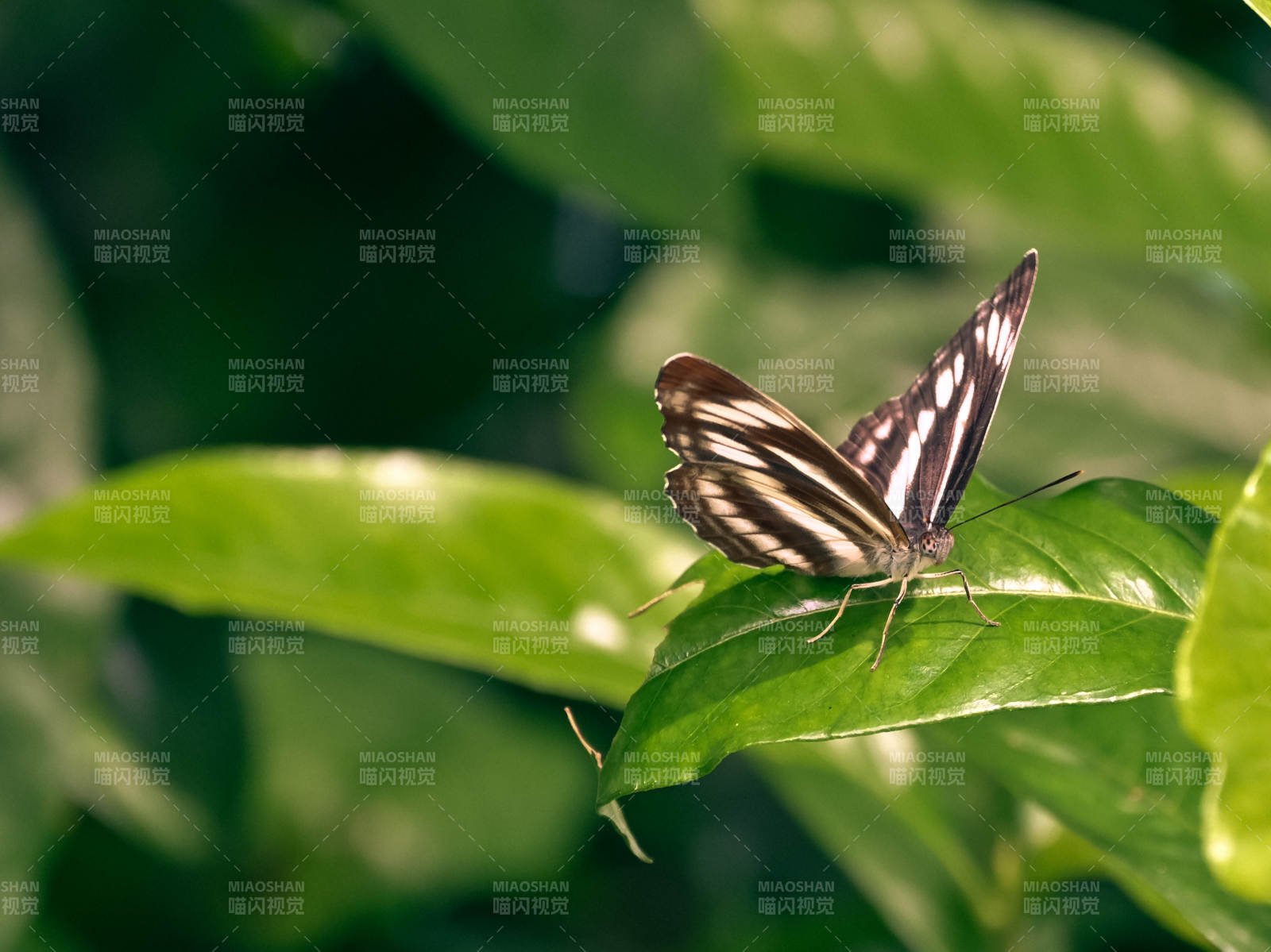 蝴蝶栖息在绿叶上图片