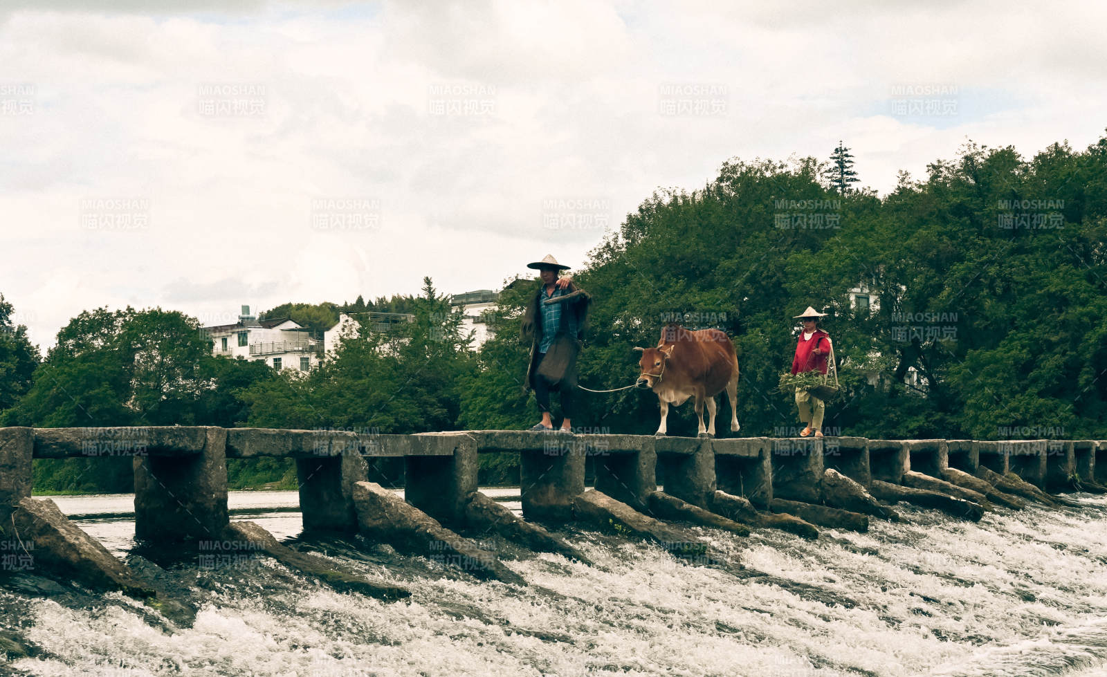 牛与人过桥图片