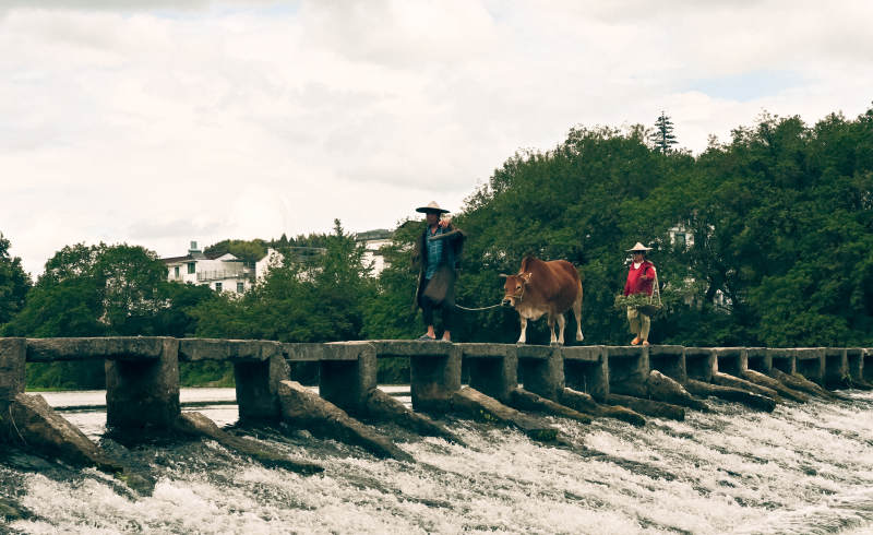 牛与人过桥图片