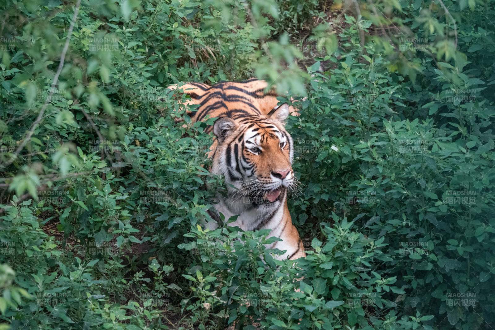 虎藏丛林 伺机而动图片