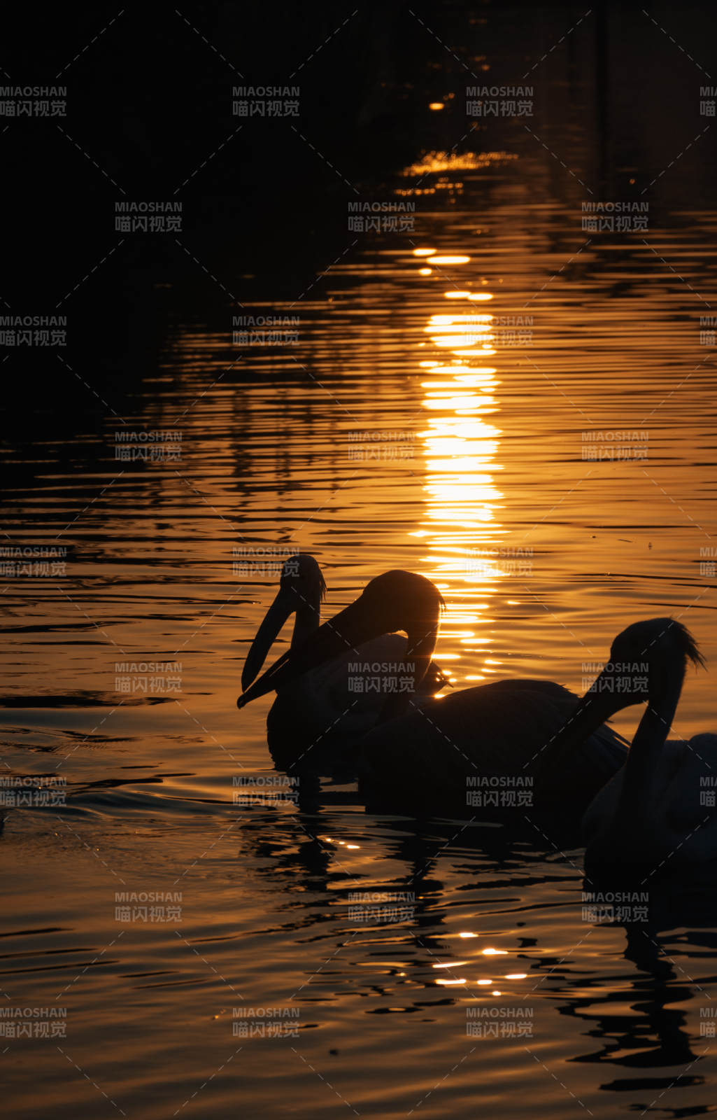 夕阳下的鹈鹕剪影图片