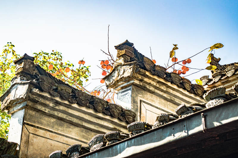 秋日古建筑屋顶柿子图片