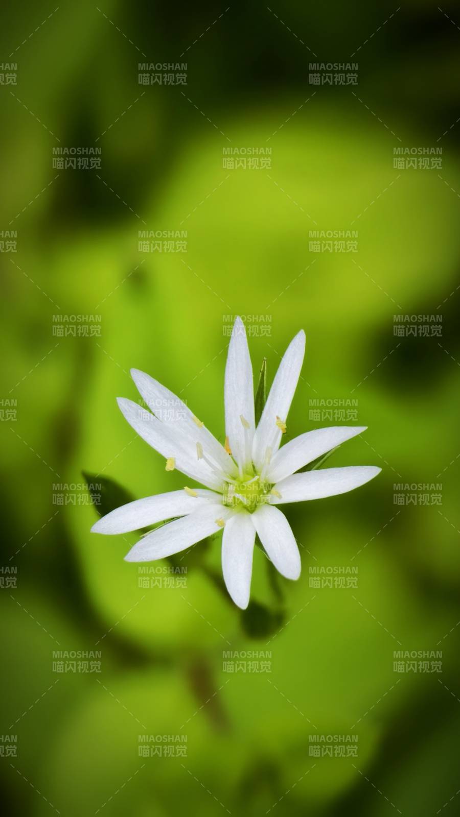 白花绿叶背景图片