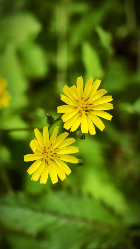 黄色野花特写图片