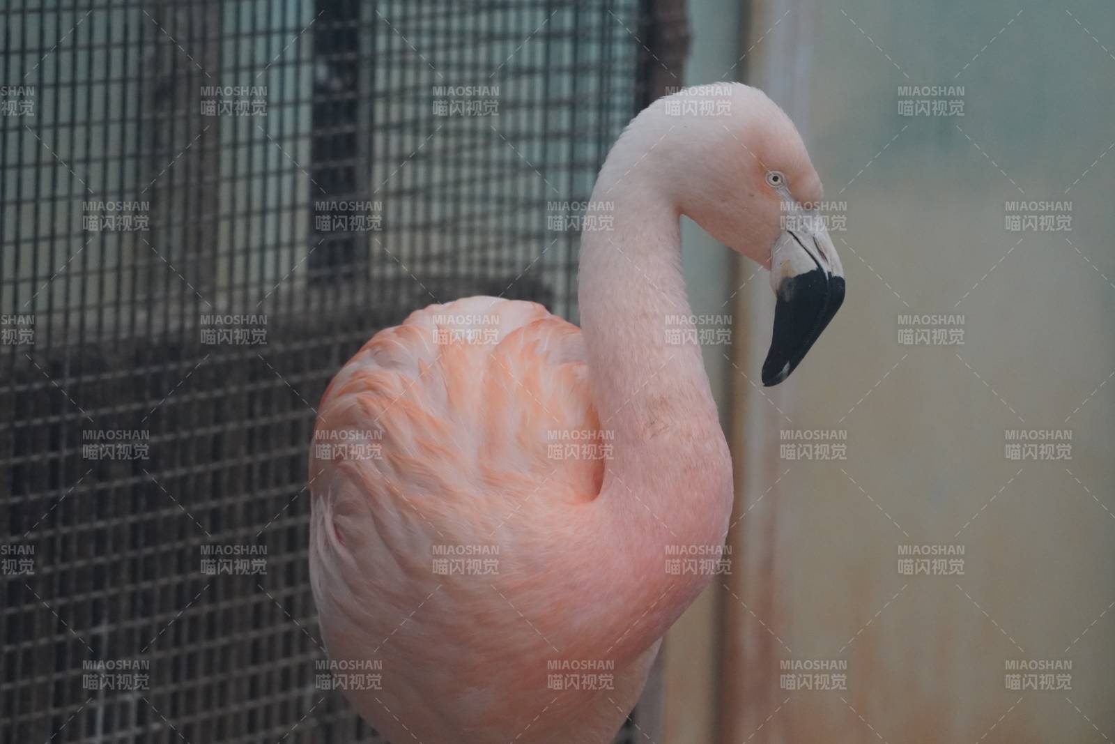 笼中的粉红火烈鸟图片