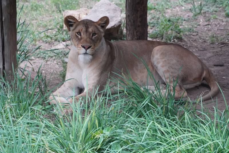 草丛中的母狮图片
