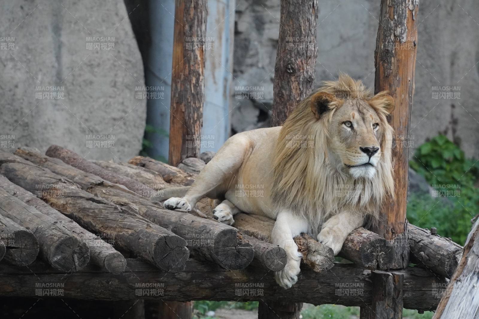 狮子休息在木制平台上图片