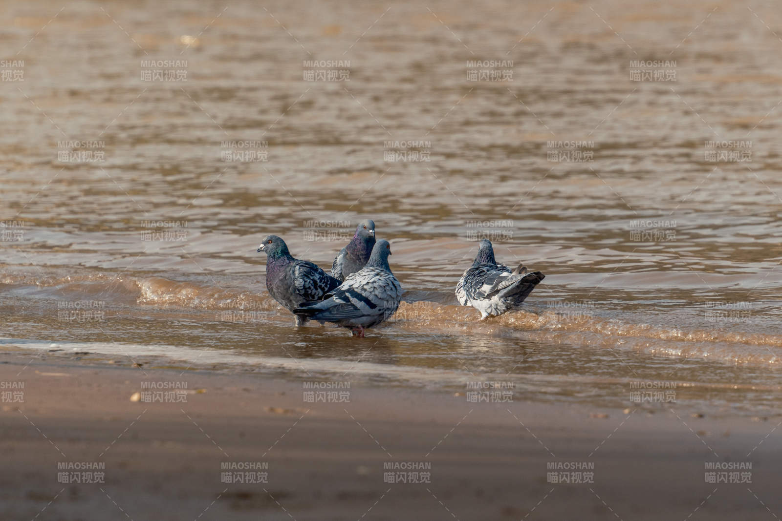 海滩上的鸽子图片