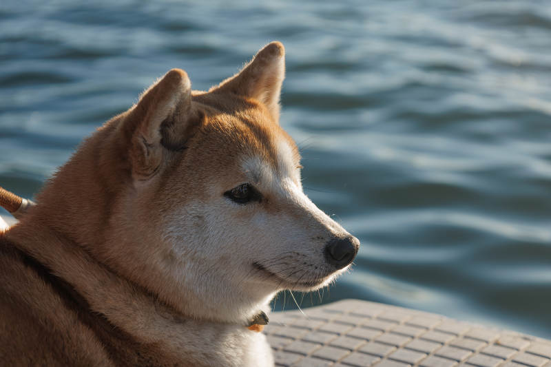 湖畔的柴犬图片