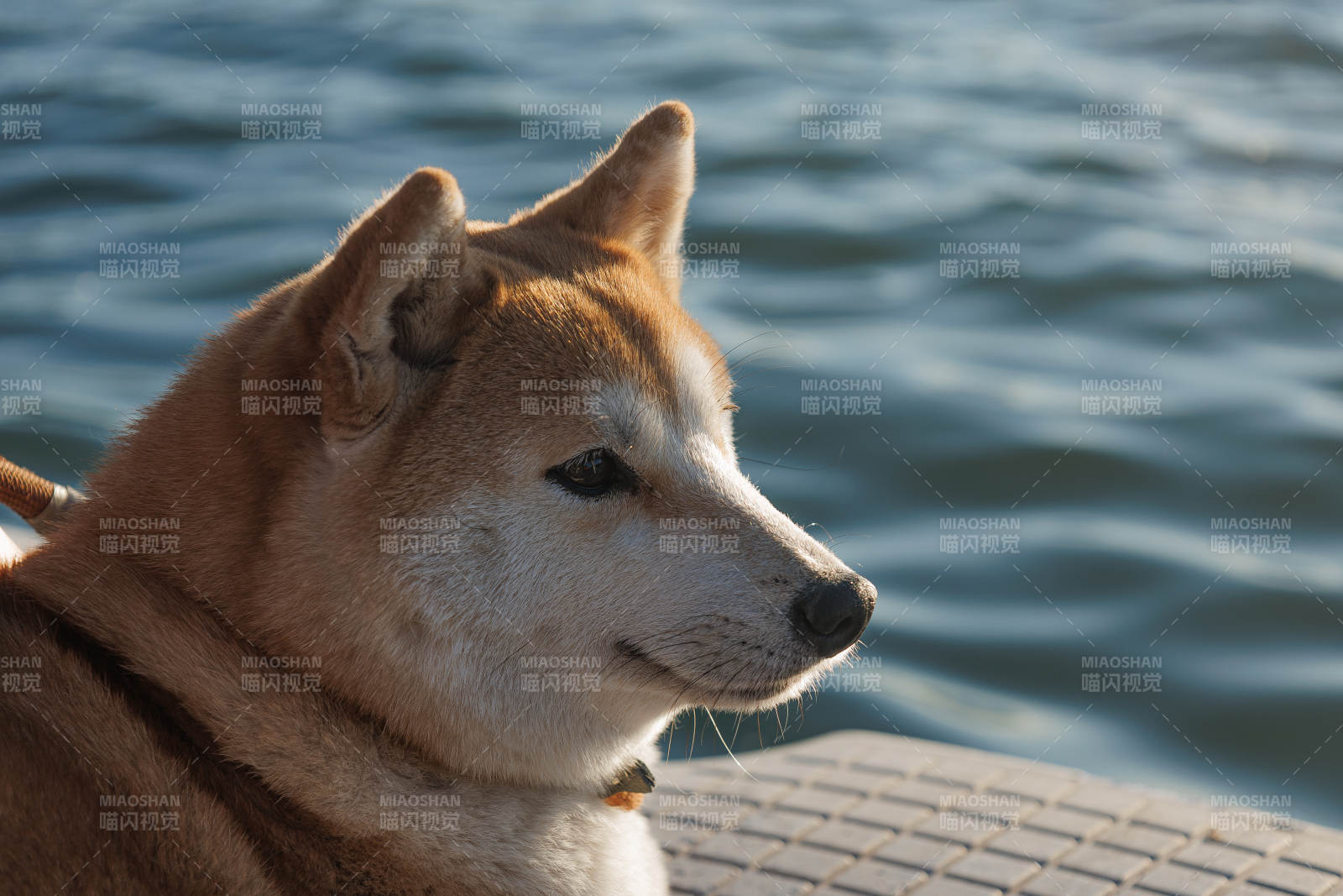 湖畔的柴犬图片