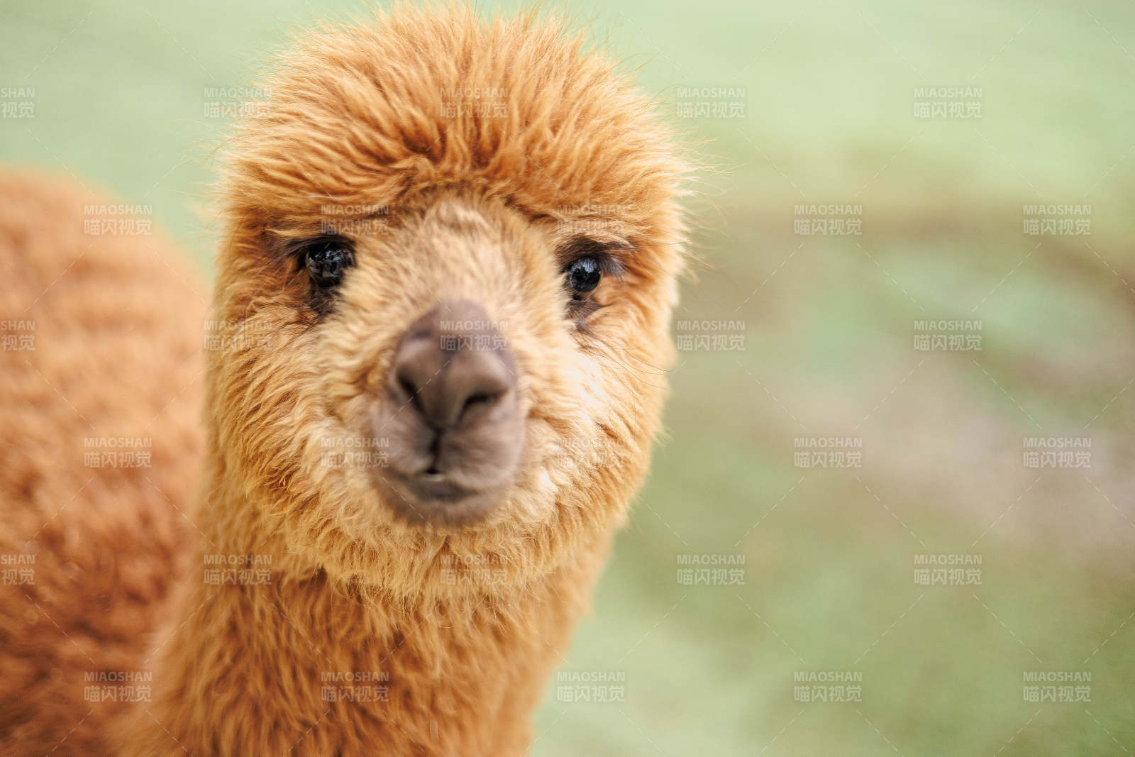 可爱的羊驼图片