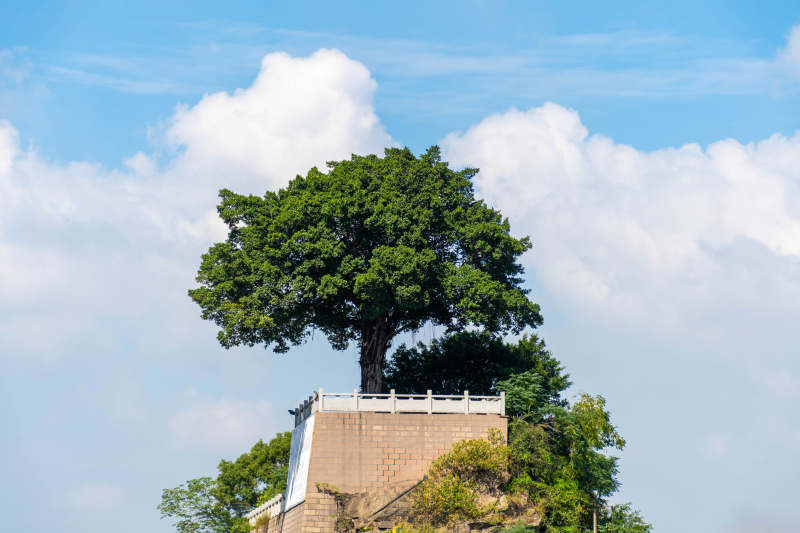 孤树独立 蓝天白云图片