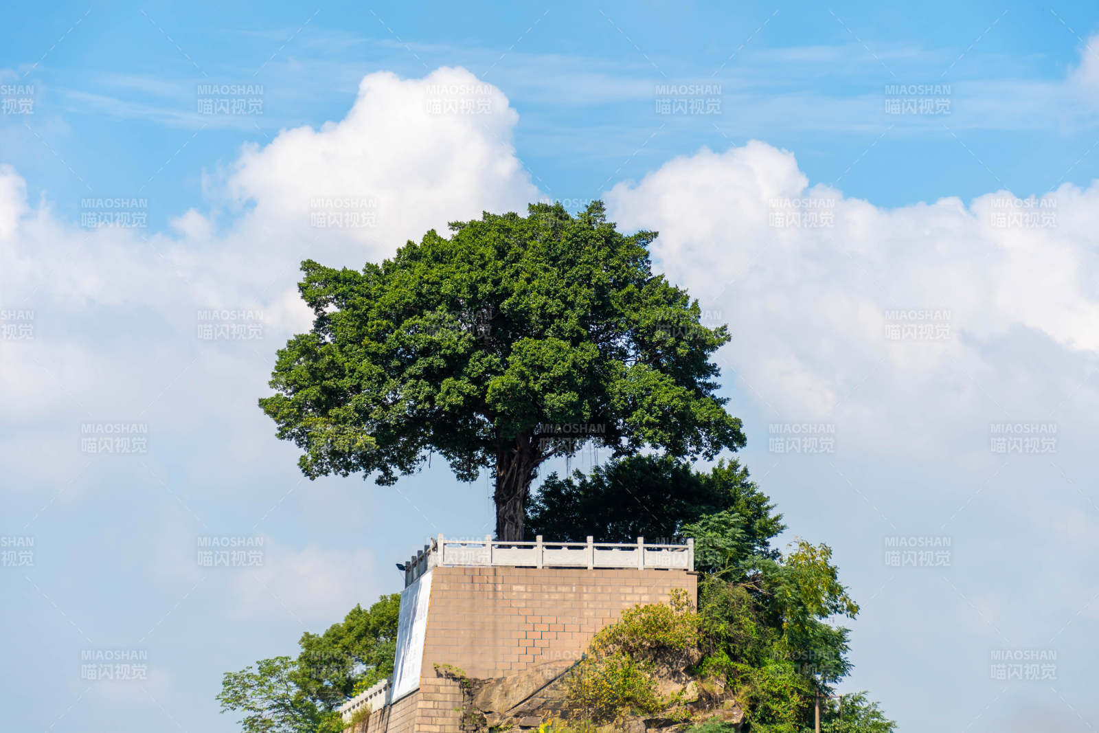 孤树独立 蓝天白云图片