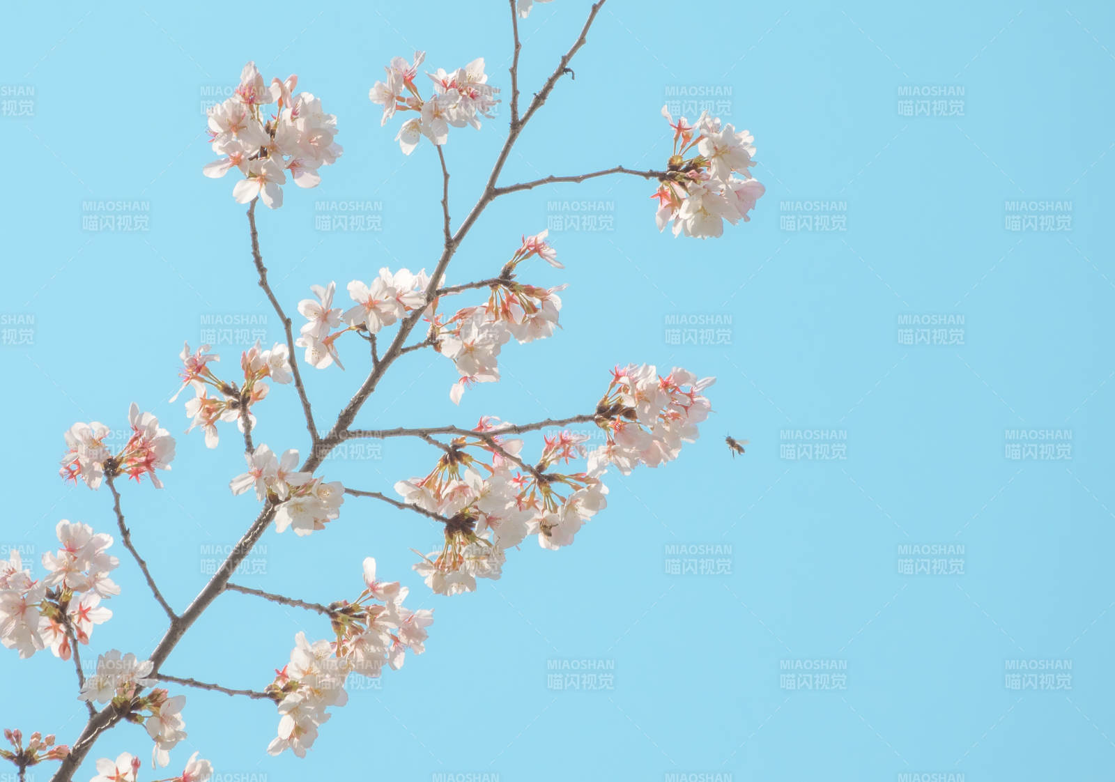 樱花盛开 春意盎然图片