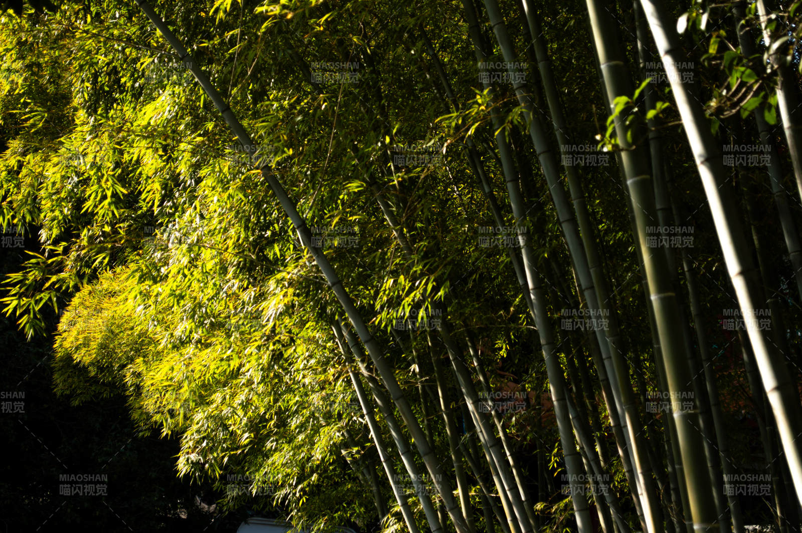竹林光影图片