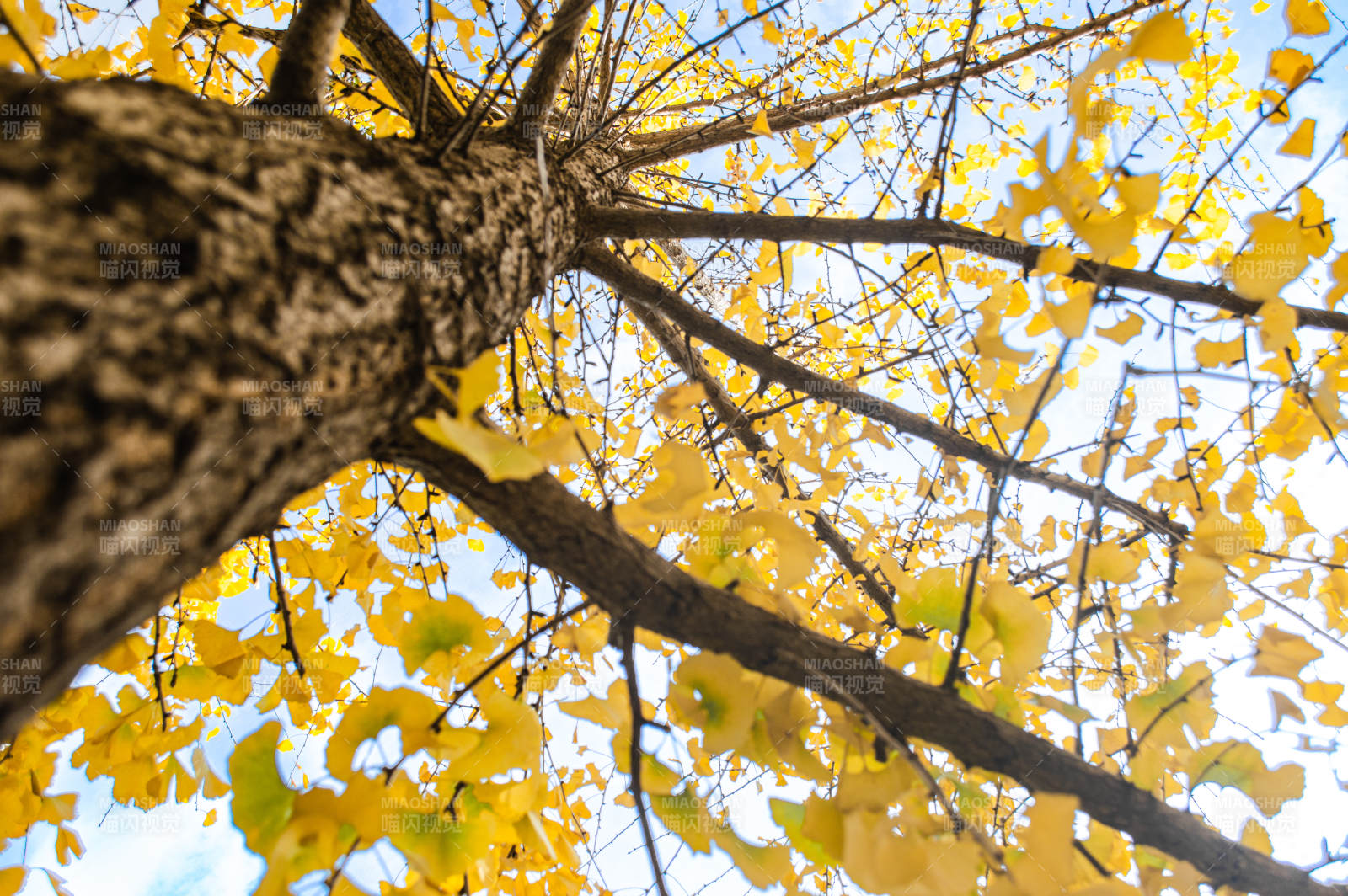 秋日树梢的金黄图片